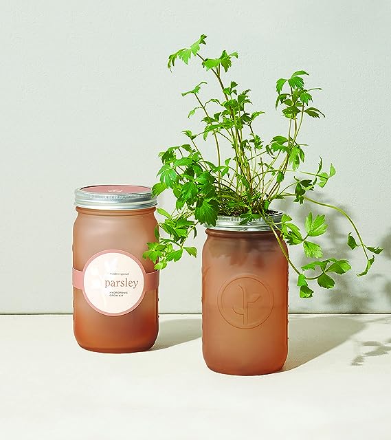 Modern Sprout Glass Jar Grow Set, Indoor Herb Garden, Seed Starter Set, Organic, Non-GMO, Parsley