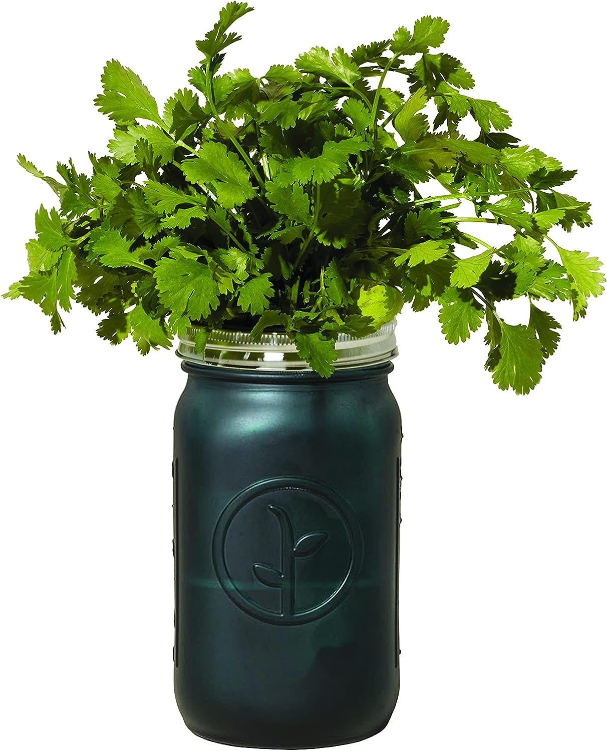 Modern Sprout Glass Jar Grow Set, Indoor Herb Garden, Seed Starter Set, Organic, Non-GMO, Cilantro