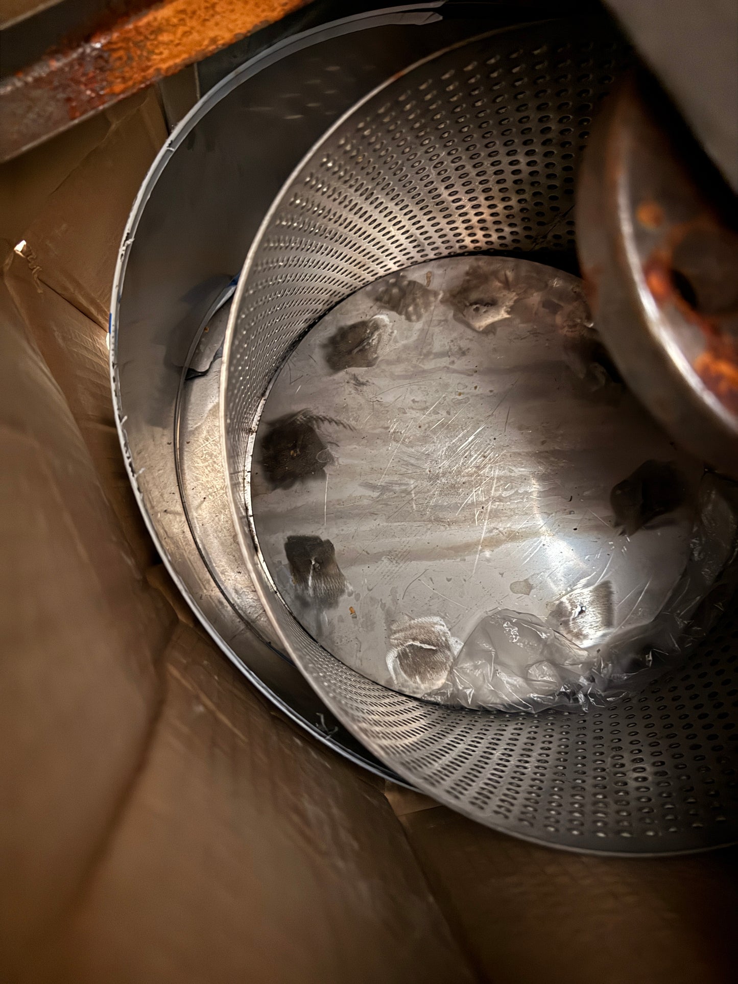 Commercial Coconut Cutter & Milk Extractor Machine